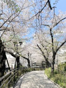 池田山ノブレス レンタルスタジオの小道の桜並木